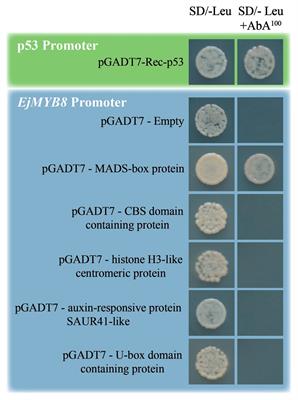 The MADS-Box Transcription Factor EjAGL65 Controls Loquat Flesh Lignification via Direct Transcriptional Inhibition of EjMYB8